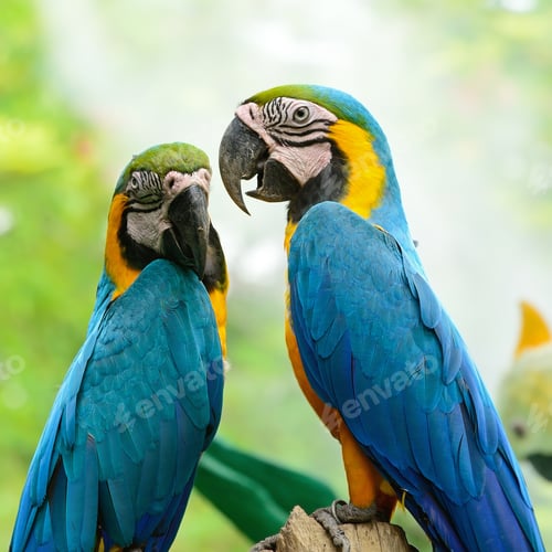 Preview: Blue and Gold Macaw