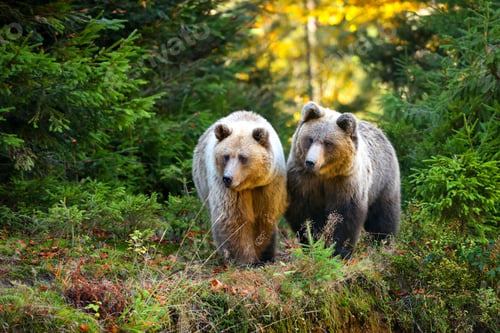 Preview: Two young brown bears in the authumn forest