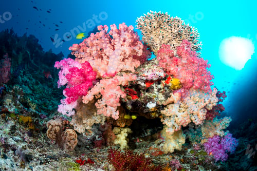 Preview: Vibrant coral reef