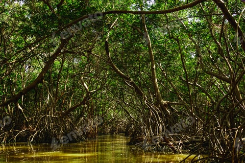 Preview: River in the forest with a mangrove trees