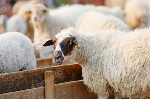 Preview: Sheeps with a tags on ears in corral on the farm.