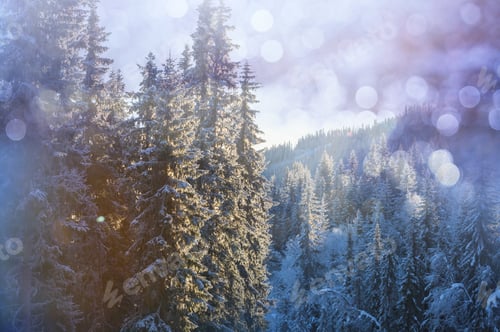 Winter forest