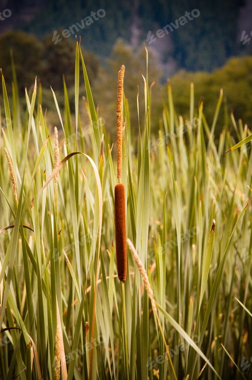 Preview: the tall grass has many different types of flowers in it