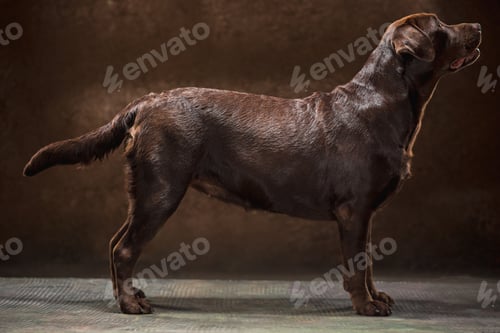 Preview: The Portrait Of A Labrador Dog Taken Against A Dark Backdrop.