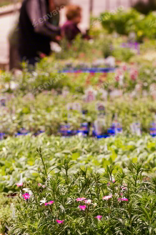 Preview: Spring flowers