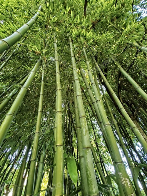 Preview: Looking up into a stand of green bamboo trees