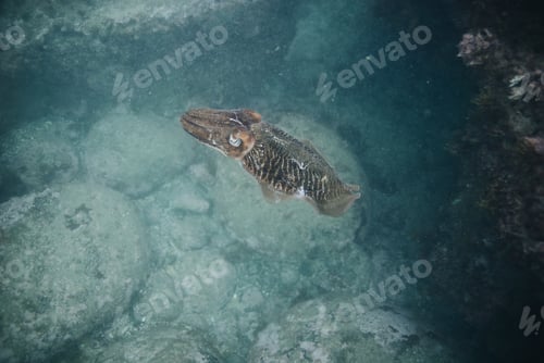 Preview: High angle shot of an exotic fish swimming near the bottom of the ocean