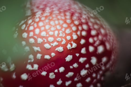 Preview: red beautiful mushroom fly agaric growing in the forest close-up