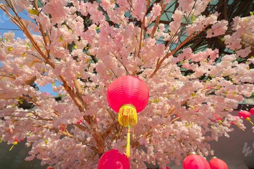 Preview: Sakura cherry flowers blossom trees of national park. Natural landscape background. Pink color