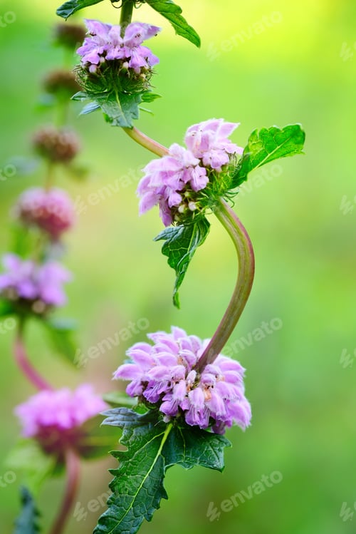 Preview: Flowers of Phlomoides tuberosa (Phlomis tuberosa)