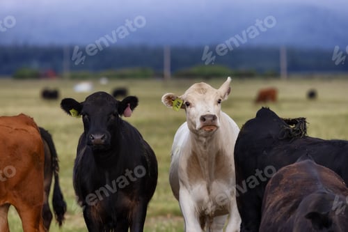 Preview: Cow in a green field with mountain landscape in background