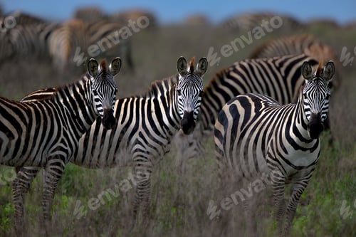 Preview: Group of zebras standing on a field in Tanzania