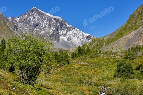 Preview: Goat willow in mountain forest-tundra.