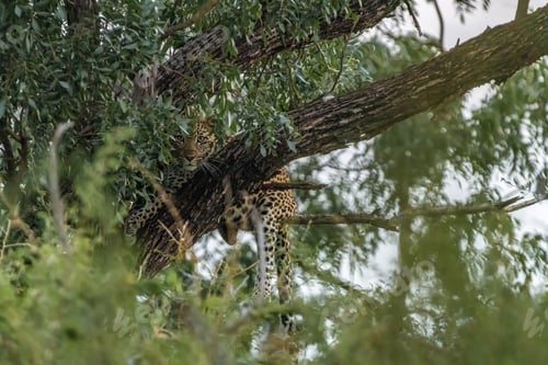 Preview: Leopard, Panthera pardus, in a tree