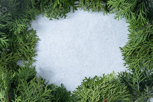 Preview: Green tree thuja branches. Christmas natural gray background copy space.