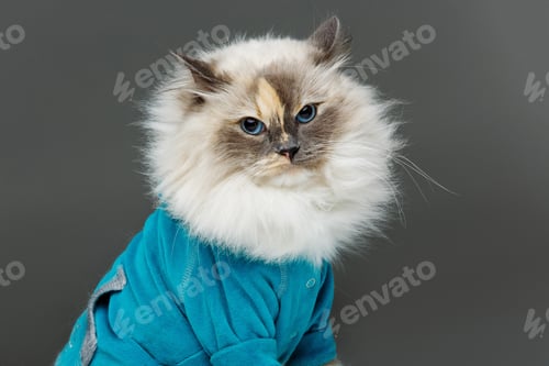 Preview: beautiful birma cat in blue shirt