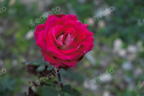 Preview: Rose bush in the garden close-up.