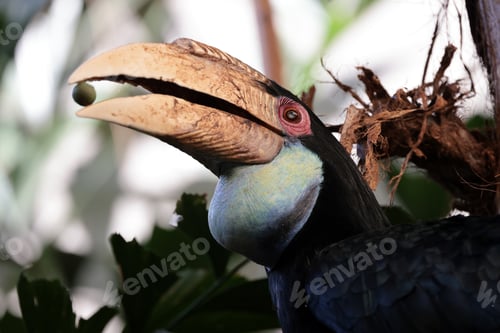 Preview: Wreathed Hornbill Rhyticeros female undulatus in wild