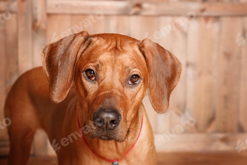 Preview: Rhodesian Ridgeback dog, holiday, New Year, interior, christmas
