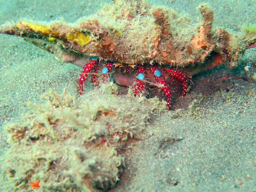 Preview: Thriving coral reef alive with marine life and shoals of fish,