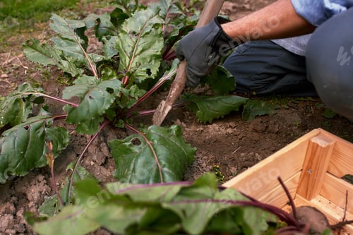 Preview: Male farmer picking fresh beetroot from his hothouse garden