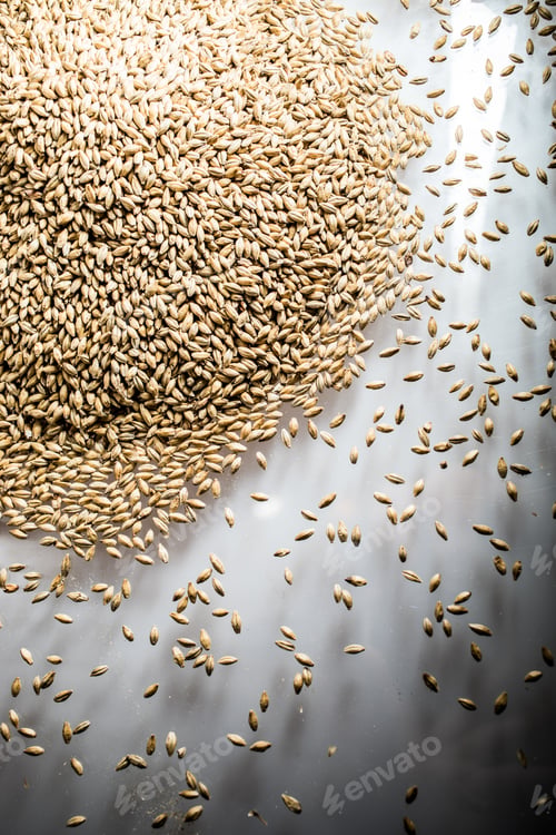 Preview: Pilsner Malt Beer Grain Heap on a White Table