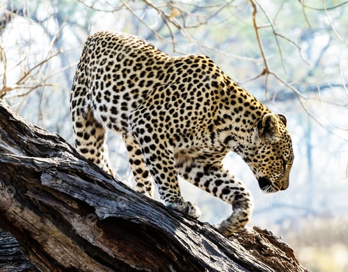 Preview: A Travel Around the world with beautiful Botswana Wildlife picture