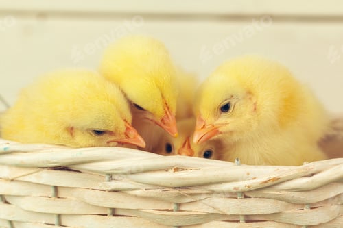 Preview: Yellow chickens close up