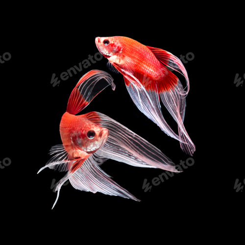 Preview: betta fish on black