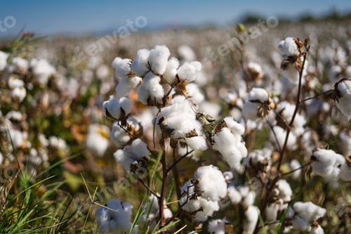 Preview: Closeup of blooming cottons on cotton field