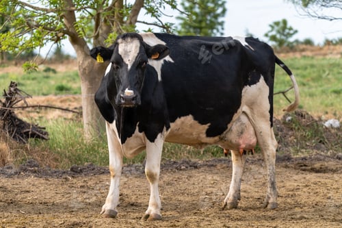 Preview: Majestic black and white cow stands in a rural farm setting with a tree in the background