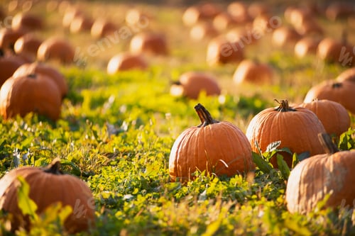 Preview: A field of pumpkins growing.