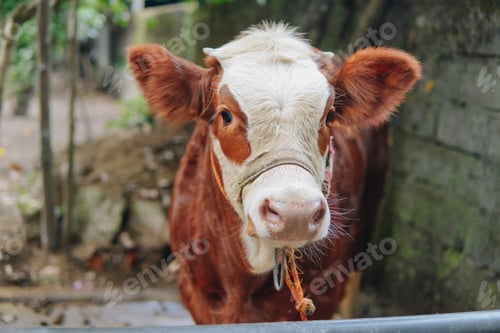 Preview: Cute Brown and White cow looking at the camera with blurred background. Eid Al Adha concept.