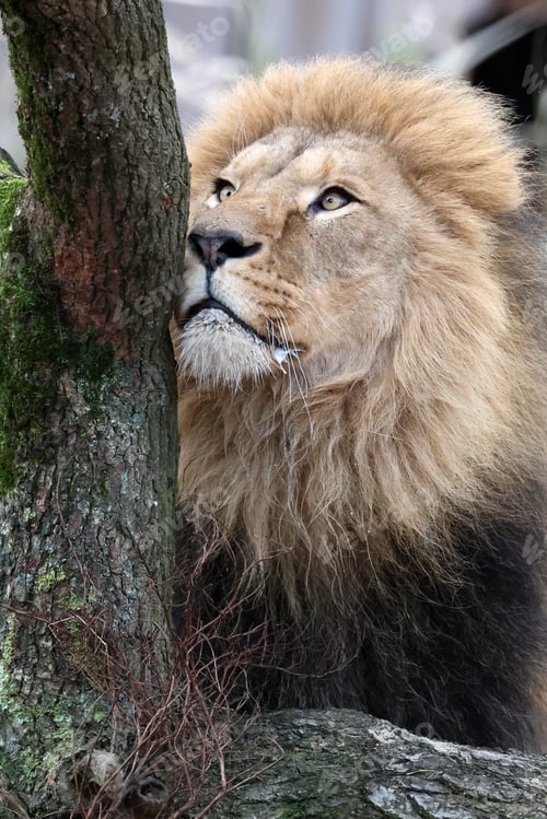 Preview: Lion (Panthera Leo) close up view