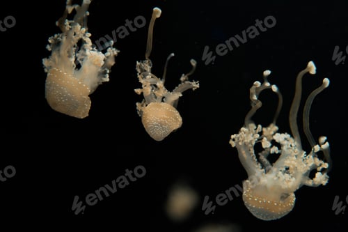 Preview: Spotted jellyfishes with tentacles on black background