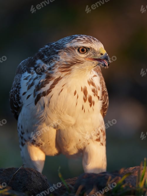 Preview: Common buzzard (Buteo buteo)