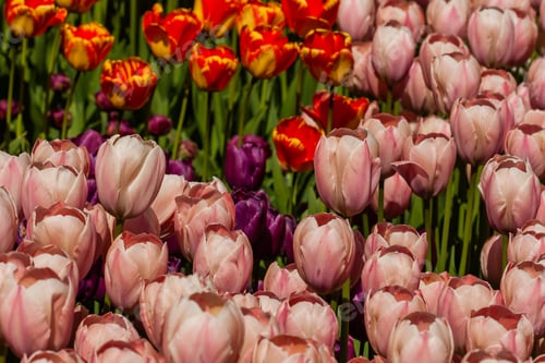 Preview: Spring field of colorful tulips