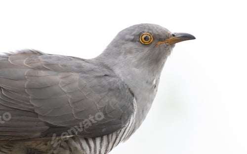 Preview: Common cuckoo, Cuculus canorus. Bird shot close-up, white background, cut out