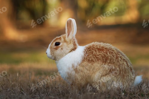 Preview: Wild Rabbit Resting Peacefully on Mossy Ground in Soft Natural Light Outdoors.