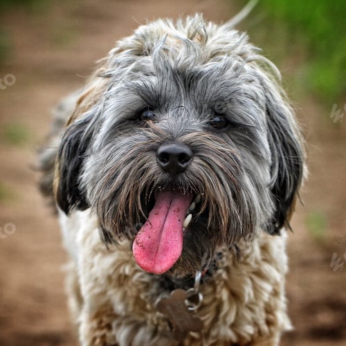 Visualização: A cute and hairy dog looking straight at the camera with its long tongue lolling and hanging out