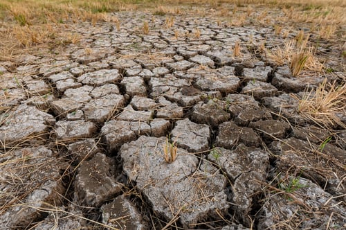 Preview: Dry Cracked Earth in Parched Field, Dry Season