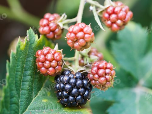 Preview: blackberries on leaves close up in garden