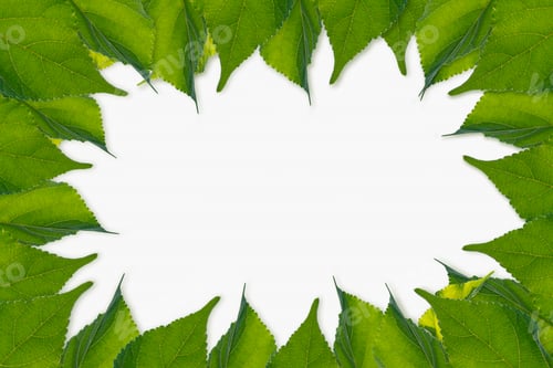 Preview: Leaves Frame,white space for text content