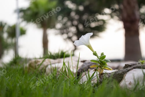 Preview: Garden