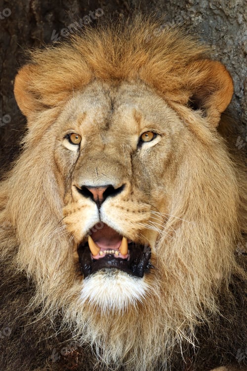 Preview: Lion (Panthera Leo) close up view