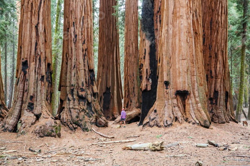 Preview: Sequoia