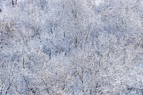 Preview: snowy trees in city park after snowing in winter
