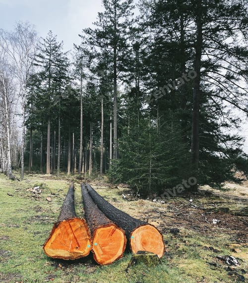 Preview: Freshly cut trees in the pine forest on a cloudy day