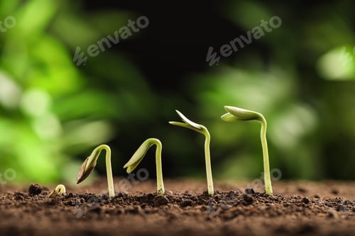 Preview: Little green seedlings growing in soil against blurred background, closeup view