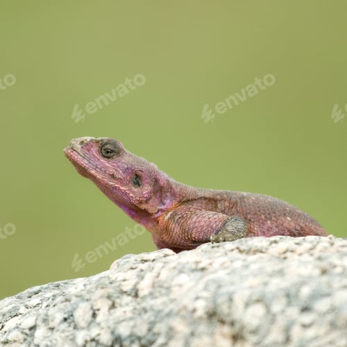 Preview: Flat-Headed Rock Agama (Agama Mwanzae) in the Serengeti National Park, Tanzania